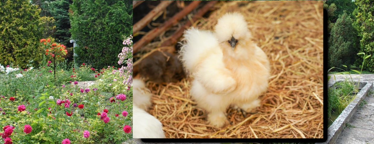 Kury jedwabiste, sposób na ślimaki w ogrodzie