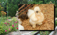 Kury jedwabiste, sposób na ślimaki w ogrodzie