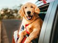 Pies rasy golden retriever z radością wystawia głowę przez okno samochodu.