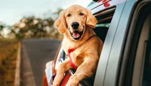 Pies rasy golden retriever z radością wystawia głowę przez okno samochodu.