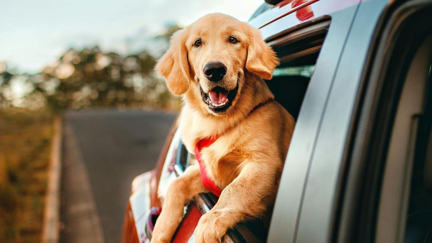 Pies rasy golden retriever z radością wystawia głowę przez okno samochodu.