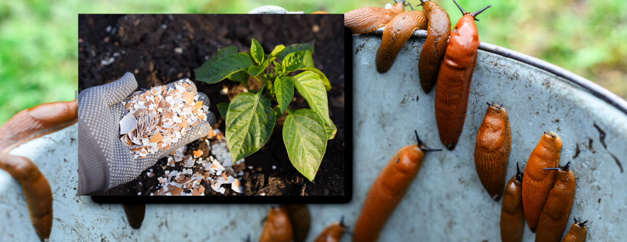 Sposób na ślimaki w ogrodzie