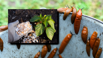 Sposób na ślimaki w ogrodzie