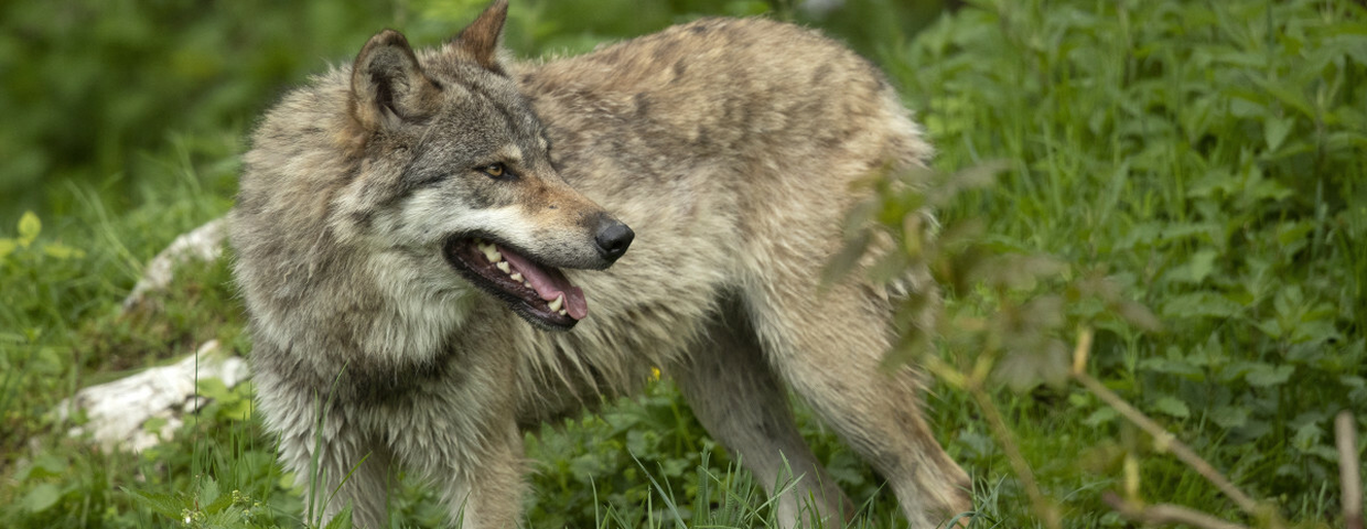 Wilki w Polsce, informacje i ataki