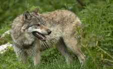 Wilki w Polsce, informacje i ataki