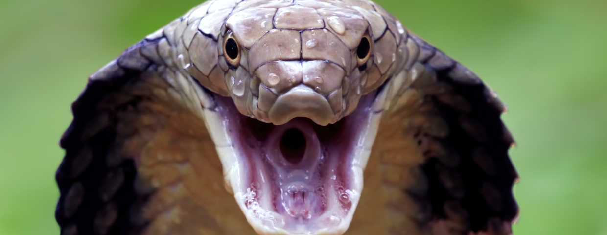 Kobra królewska Ophiophagus hannah