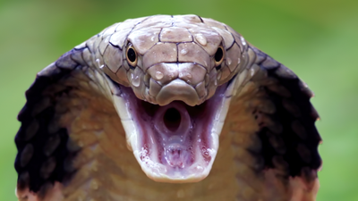 Kobra królewska Ophiophagus hannah