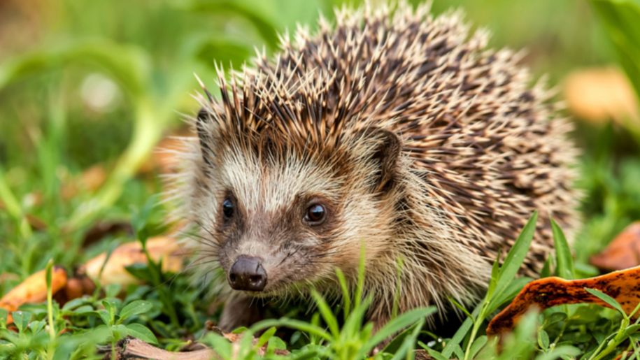 Zwolnij, jeże! W Radiu Pogoda