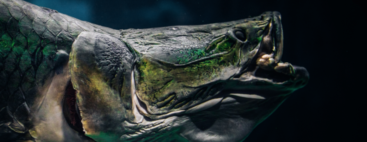 ryba arapaima, zwana piraruku