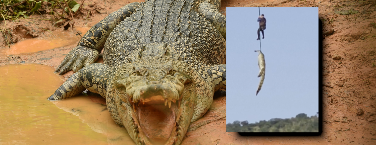 Biznesmen zaginął, krokodyl zjadł człowieka