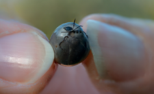 Afrykański kleszcz Hyalomma marginatum