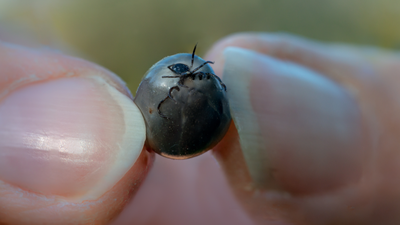 Afrykański kleszcz Hyalomma marginatum