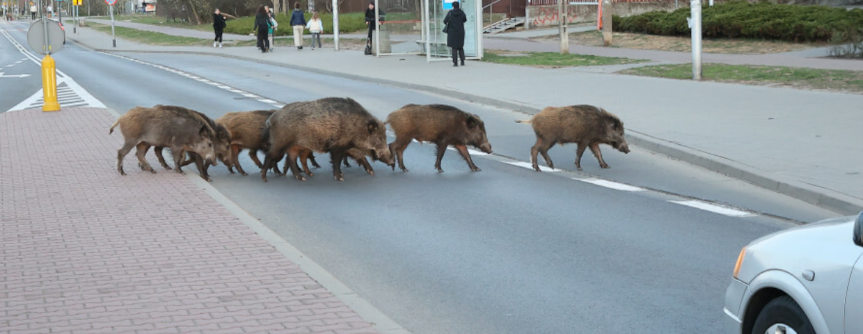Dziki w mieście