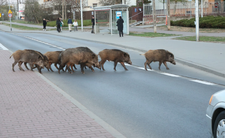 Dziki w mieście