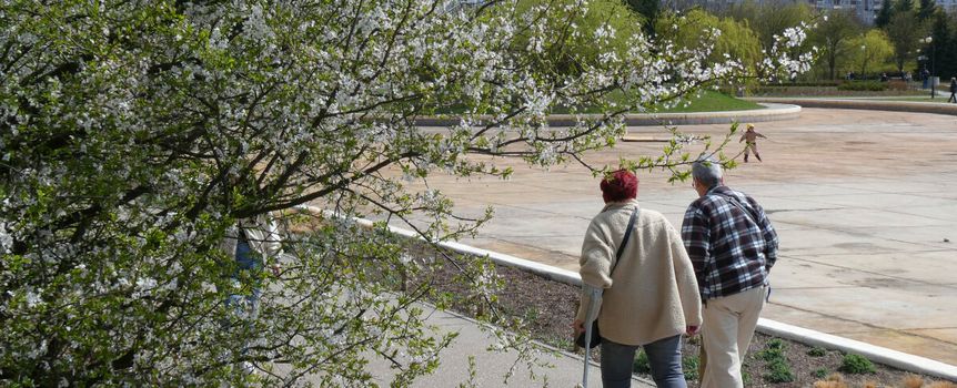 Dwie osoby idą aleją wiosenną, obok kwitnącego drzewa, w tle park i budynki.
