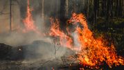 Pożar Puszczy Solskiej