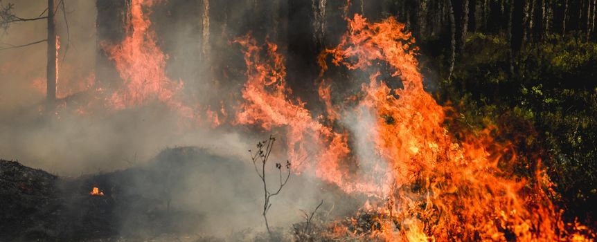 Pożar Puszczy Solskiej