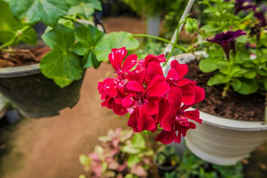 Pelargonia