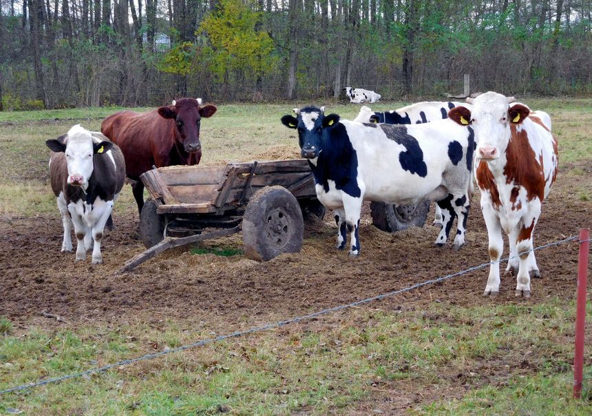 Polska jest trzecim największym producentem mleka w Unii Europejskiej