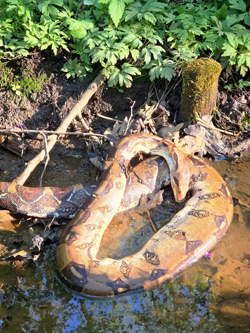boa