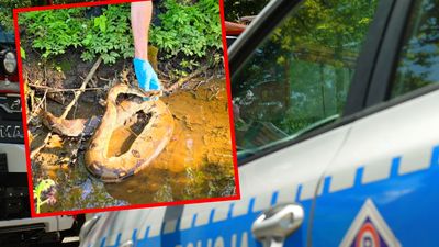 Egzotyczne gady porzucane w lasach i parkach. Dwie podobne sprawy na Śląsku