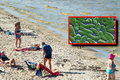 Bakterie Vibrio vulnificus w morzu