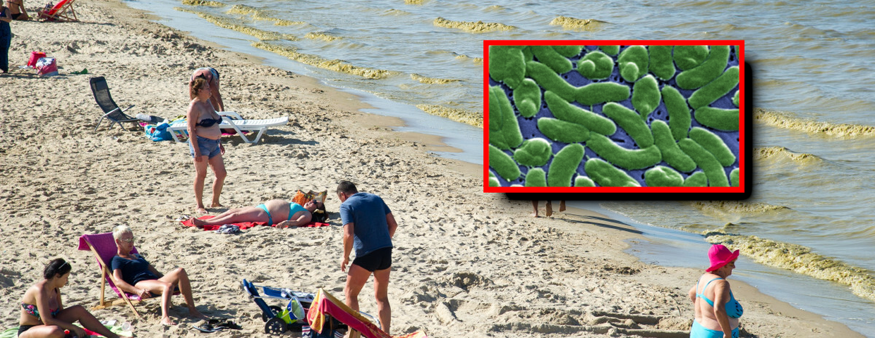 Bakterie Vibrio vulnificus w morzu