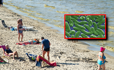 Bakterie Vibrio vulnificus w morzu