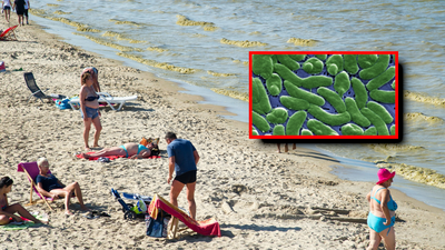Bakterie Vibrio vulnificus w morzu