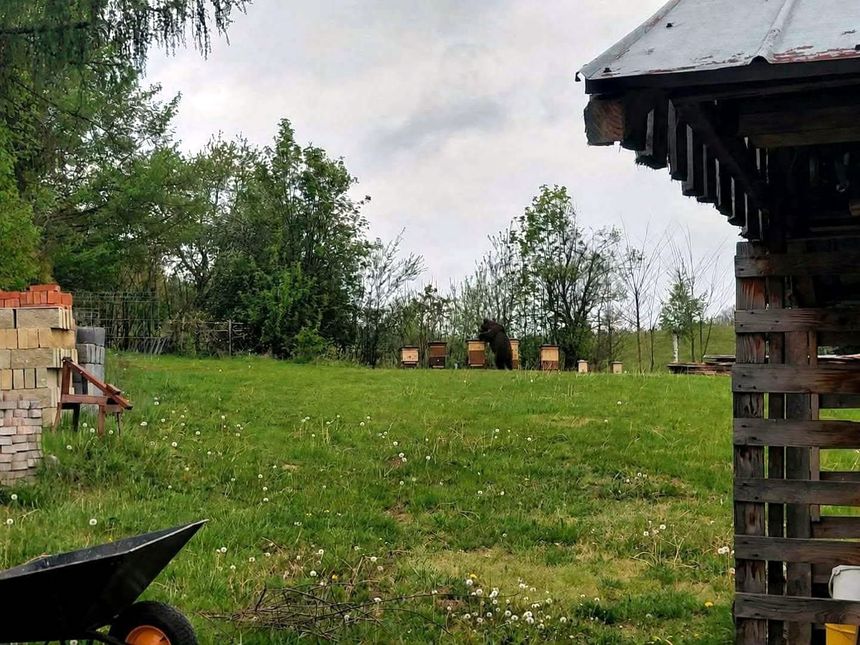 Fałszywy niedźwiedź postawił służby na nogi. Gmina uwierzyła w zdjęcie z AI