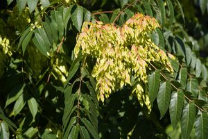 Ailanthus altissima bożodrzew gruczołowaty