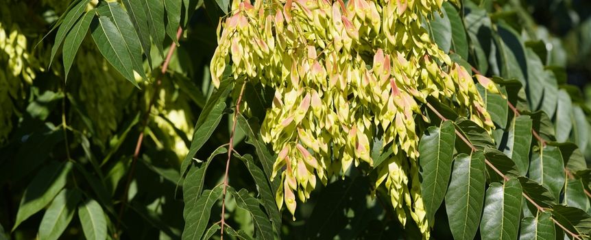 Ailanthus altissima bożodrzew gruczołowaty