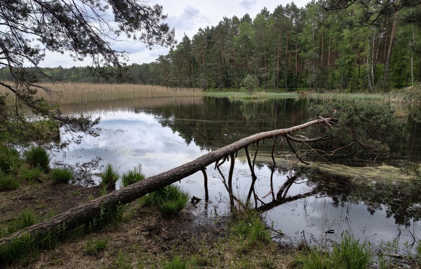 Rezerwat Duża Woda w łódzkiem