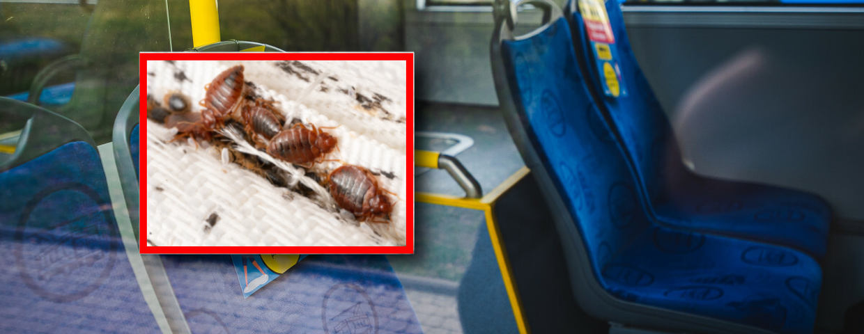 Pluskwy w komunikacji miejskiej