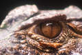 Kajman czarny Melanosuchus niger 
