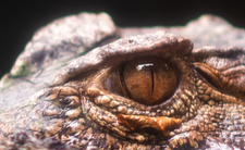 Kajman czarny Melanosuchus niger 