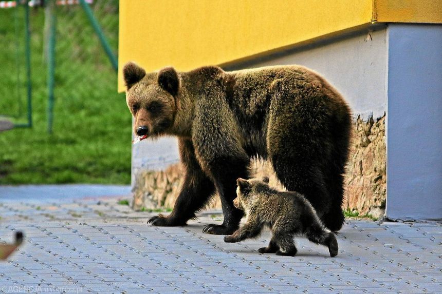 (Fot. Marek Podmokły / Agencja Wyborcza.pl)