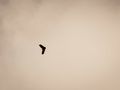 dron