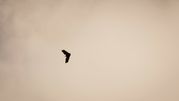 dron