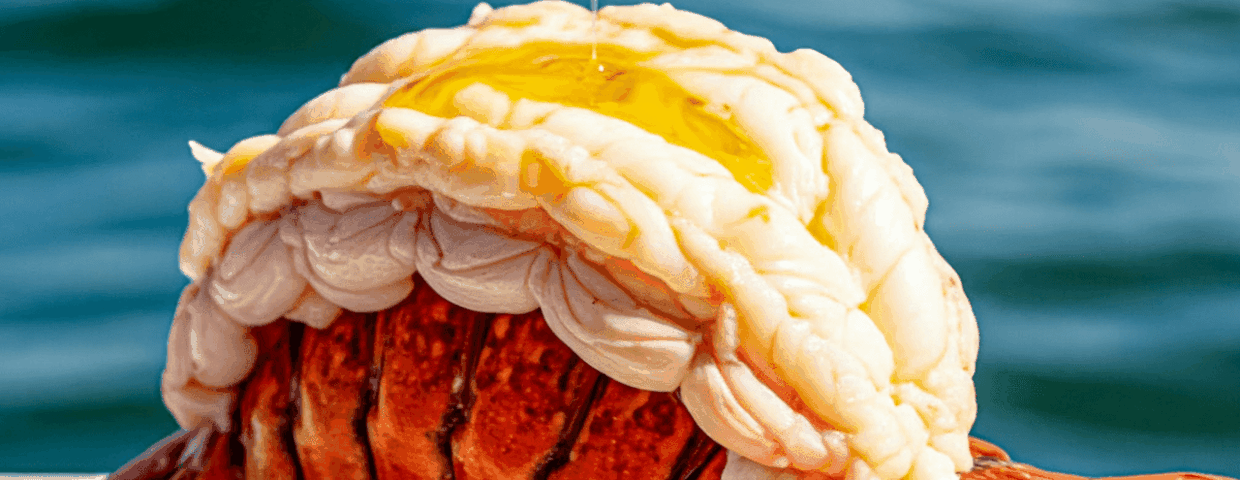 Homary - cena, smak i zdrowe owoce morza