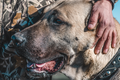 kangal (owczarek anatolijski). Najgroźniejsza rasa psów?