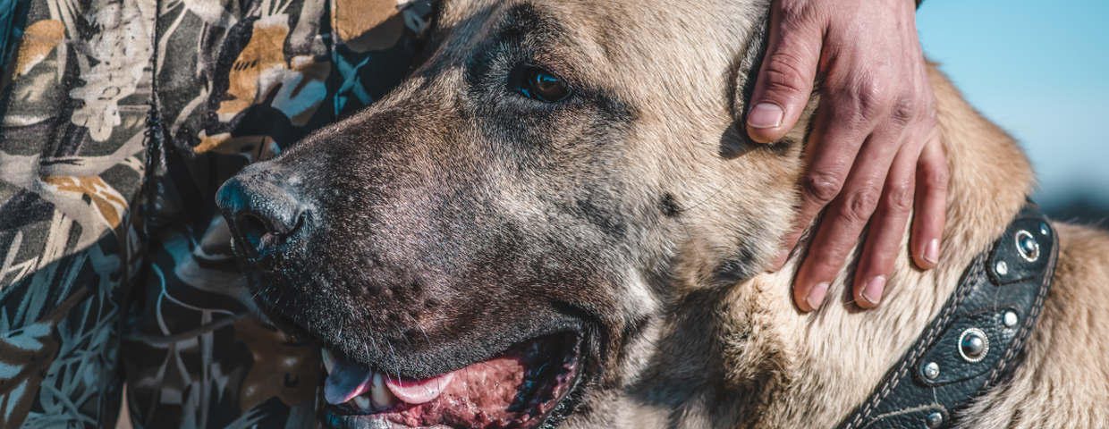 kangal (owczarek anatolijski). Najgroźniejsza rasa psów?