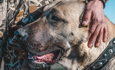 kangal (owczarek anatolijski). Najgroźniejsza rasa psów?