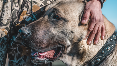 kangal (owczarek anatolijski). Najgroźniejsza rasa psów?