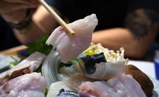 Trująca ryba fugu