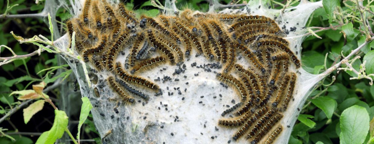 groźne gąsienice Euproctis chrysorrhoea
