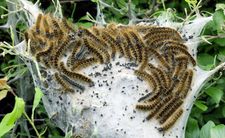 groźne gąsienice Euproctis chrysorrhoea