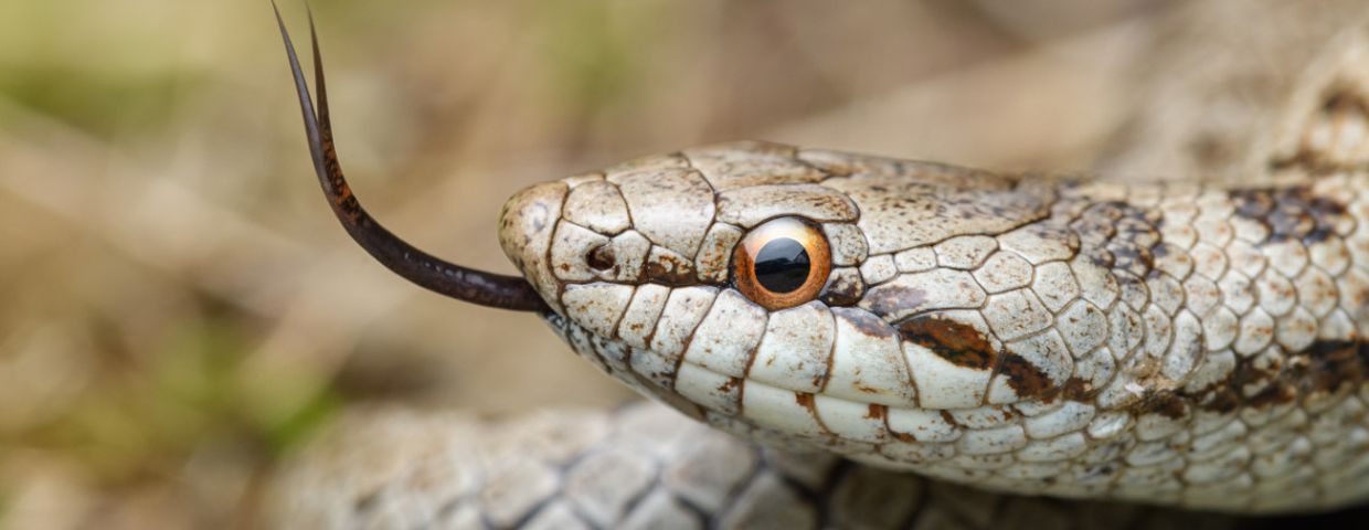 wąż gniewosz plamisty Coronella austriaca