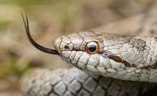 wąż gniewosz plamisty Coronella austriaca