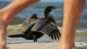 Kormoran Czarny